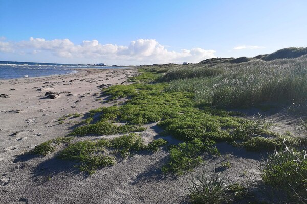 Foto van Gezellig eilandtoevluchtsoord in Vestero-By Traum - Vakantiehuis in Læsø - Untagged