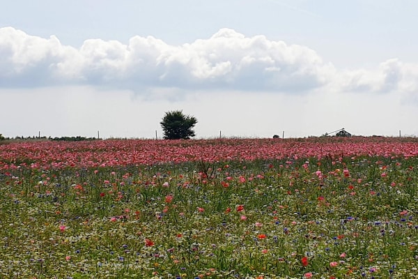 Foto van 5 persoons vakantie huis in Hejls-By Traum - Vakantiehuis in Hejls - Untagged