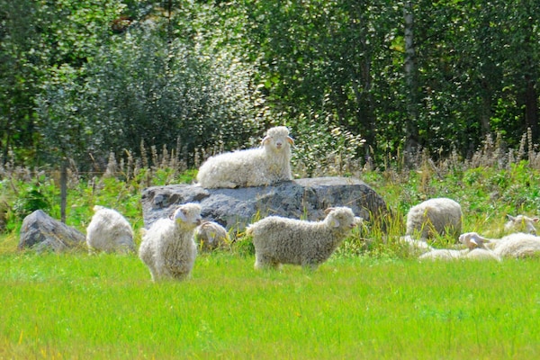 Foto van 3 persoons vakantie huis in HAMMARÖ-By Traum - Vakantiehuis in HAMMARÖ - Untagged