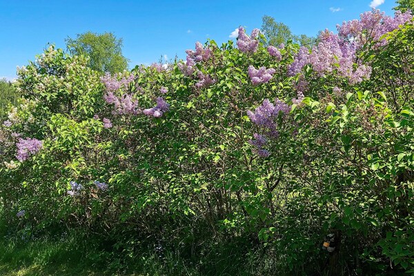Foto van 4 persoons vakantie huis in Södertälje-By Traum - Vakantiehuis in Södertälje - Outdoor