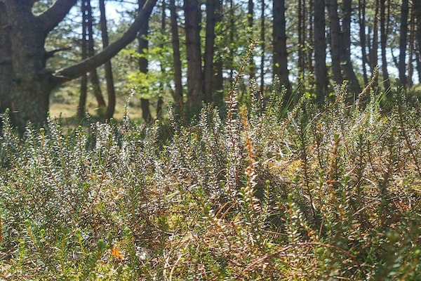 Foto van Rustig verblijf in Romo - Vakantiehuis in Rømø - Untagged