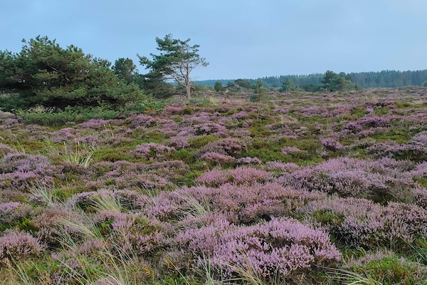 Foto van Rustig verblijf in Romo - Vakantiehuis in Rømø - Untagged