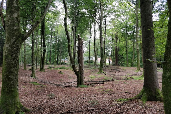Foto van Pareltje aan het meer in Skarrild - Vakantiehuis in Kibæk - Untagged