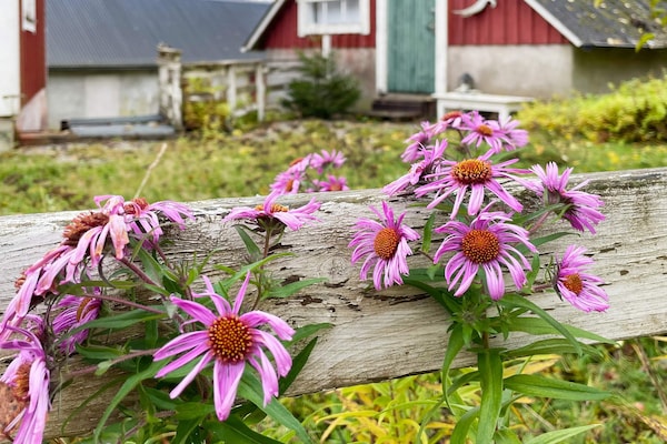 Foto van 13 persoons vakantie huis in KYRKHULT-By Traum - Vakantiehuis in KYRKHULT - Outdoor
