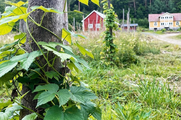 Foto van 4 sterren vakantie huis in SVÄNGSTA - Vakantiehuis in SVÄNGSTA - Outdoor