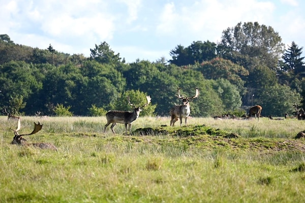 Foto van Vakantiehuis met gratis toegang tot Fredericia - Vakantiehuis in Middelfart - Outdoor