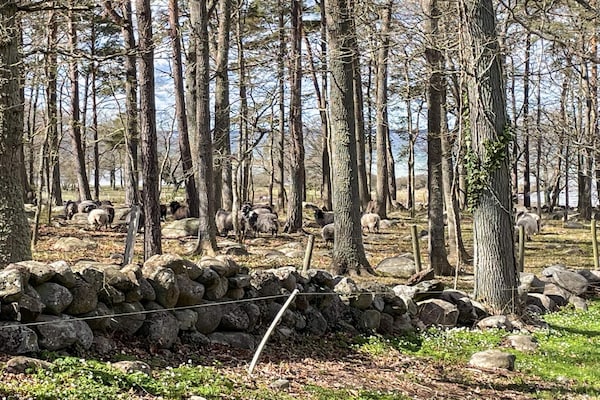 Foto van 4 sterren vakantie huis in FÄRJESTADEN - Vakantiehuis in FÄRJESTADEN - Outdoor