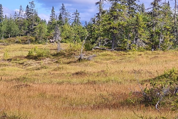 Foto van 4 Personen vakantie huis in Föllinge - Vakantiehuis in Föllinge - Outdoor