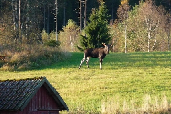 Foto van Rustig rood huis in het schilderachtige Dalsland - Vakantiehuis in mellerud - Untagged