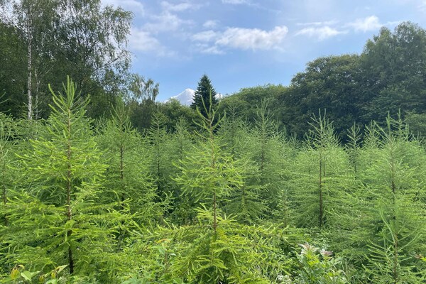 Foto van Rustig bosretraite met huisje - Vakantiehuis in ARKELSTORP - Outdoor
