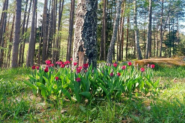 Foto van 5 Personen vakantie huis in Knutby - Vakantiehuis in Knutby - Outdoor