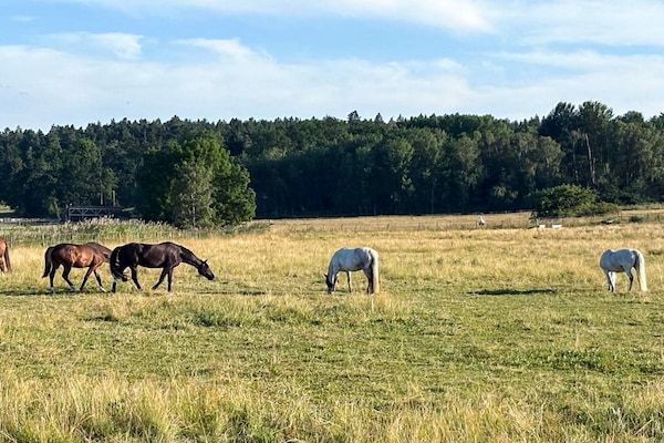 Foto van 4 Personen vakantie huis in ADELSÖ - Vakantiehuis in ADELSÖ - Outdoor