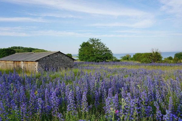 Foto van 4 sterren vakantie huis in Fårö - Vakantiehuis in Fårö - Untagged