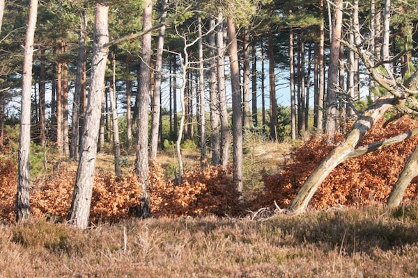 Foto van 4 persoons vakantie huis in Oksbøl-By Traum - Vakantiehuis in Oksbøl - Untagged