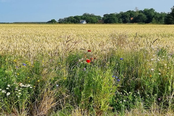 Foto van Gerenoveerd huisje in Bratten - bij Traum - Vakantiehuis in Jerup - Untagged
