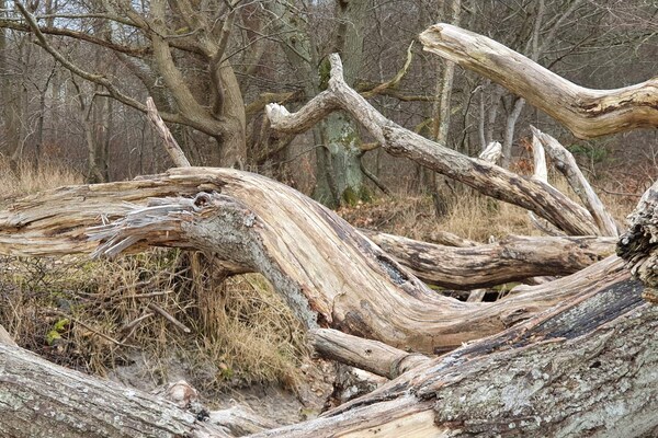 Foto van 8 persoons vakantie huis in Vig-By Traum - Vakantiehuis in Vig - Untagged