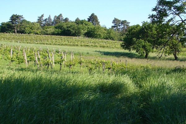 Foto van 4 Weingut Hauerhof 99 - Vakantiehuis in Klosterneuburg - Untagged