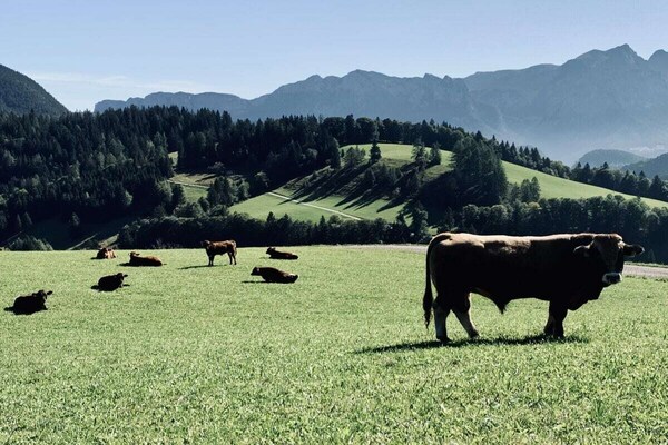 Foto van Appartement in Unken met wifi en parkeergelegenheid - Untagged