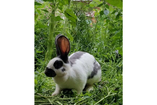 Foto van Edelweiss | Manege Alpine Appart - Vakantiehuis in Umhausen - Untagged