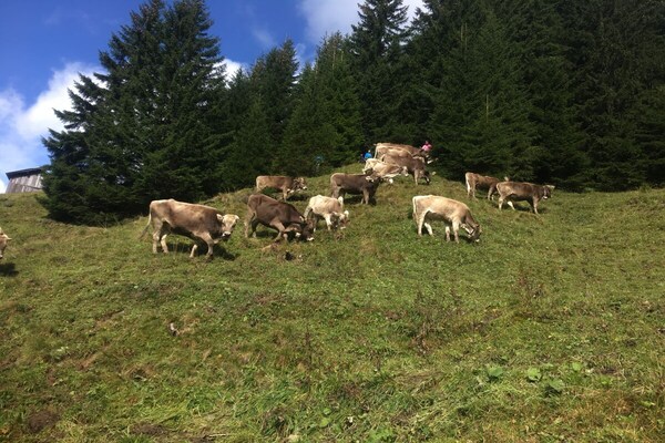 Foto van Birke im Hoefle - Vakantiehuis in Mittelberg - Untagged