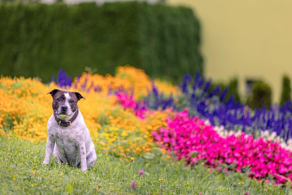 Foto van Mountain-View Styria Appartement (zonder borg) - Vakantiehuis in Eisenerz - Ambiance