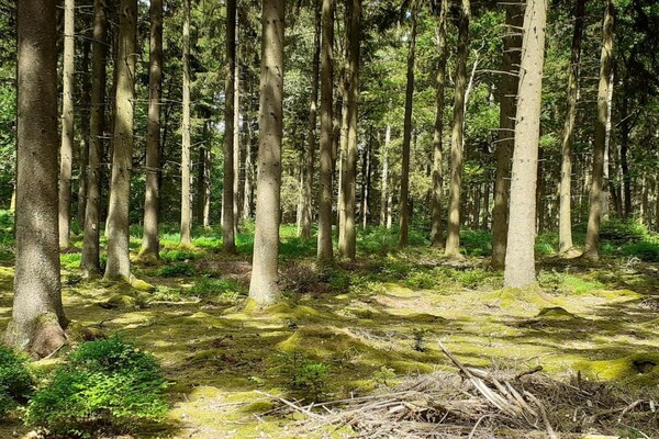 Foto van Luxe spakasteel met zwembad. - Vakantiehuis in Spa - AreaSummer20KM