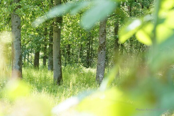 Foto van Chalet in Durbuy met Jacuzzi & Tuin - Vakantiehuis in Somme-Leuze - AreaSummer20KM