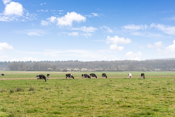 Foto van Gezellig chalet met tuin - Vakantiehuis in Beauraing - AreaSummer5KM