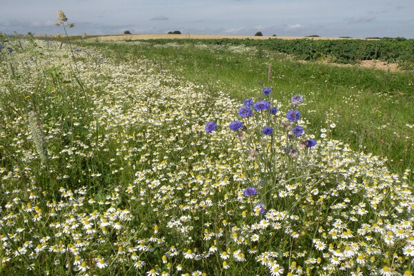 Foto van Vreedzame Fontenelle-boerderij - Vakantiehuis in Fontenelle - AreaSummer1KM