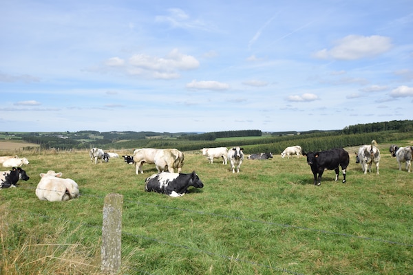Foto van Vakantiehuis in Houffalize bij Nisramont - Vakantiehuis in Houffalize - AreaSummer5KM