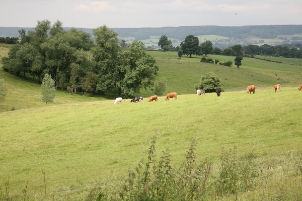 Foto van Vakantiehuis in Houffalize bij Nisramont - Vakantiehuis in Houffalize - AreaSummer20KM
