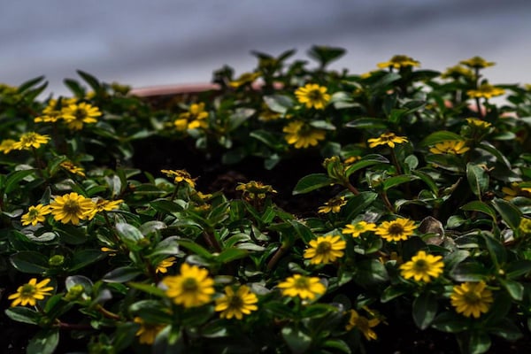 Foto van Chalet vlakbij Durbuy met tuin en BBQ - Vakantiehuis in Durbuy - AreaSummer20KM