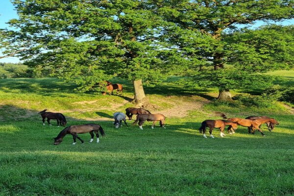 Foto van Chalet in Wéris bij Durbuy-bossen - Vakantiehuis in Wéris - AreaSummer20KM