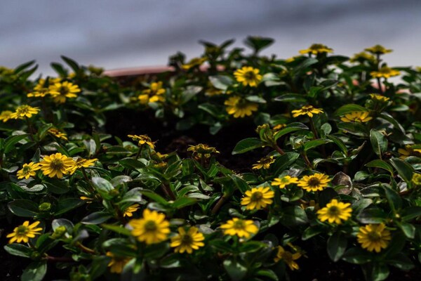Foto van Chalet in Wéris bij Durbuy-bossen - Vakantiehuis in Wéris - AreaSummer20KM