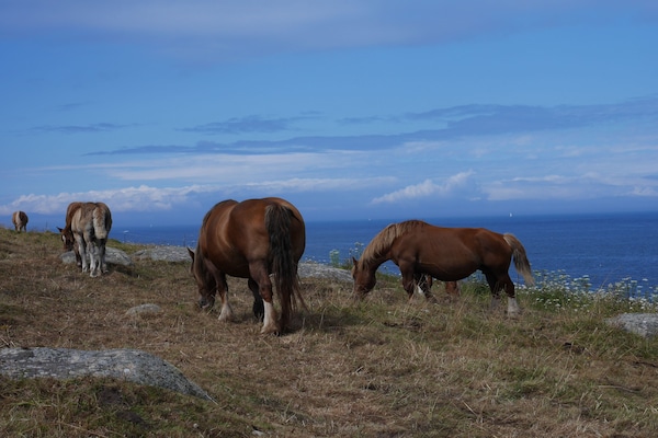 Foto van Huis in Treompan bij Zandstrand - Vakantiehuis in Ploudalmézeau - AreaSummer20KM
