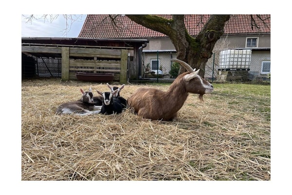 Foto van Boerderij - Schoena - Vakantiehuis in Schöna - Untagged