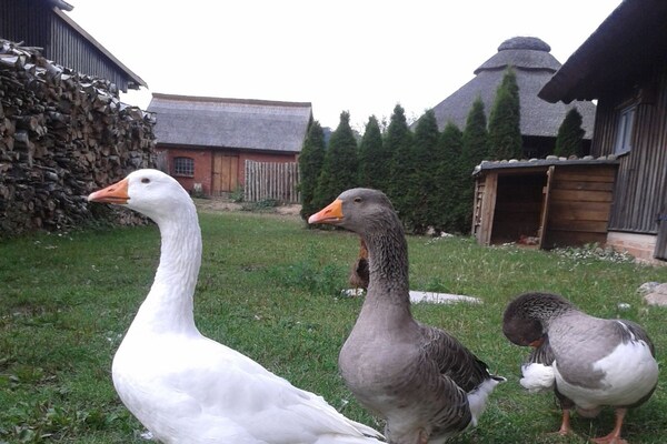 Foto van 4 personen in het vakantiehuis Dreiurtshof - Vakantiehuis in Remplin - Untagged