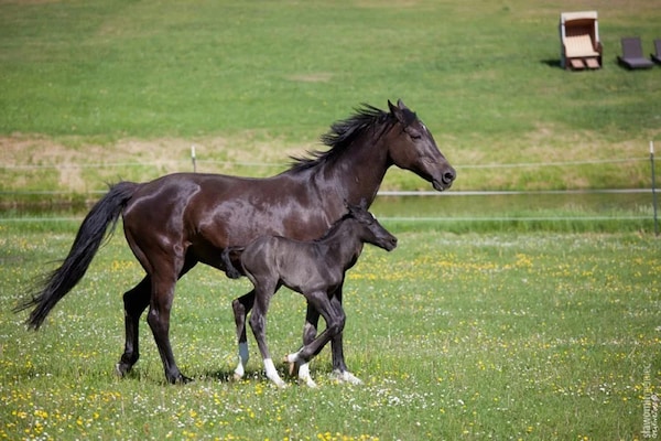 Foto van Chalet in Wendorf - Vakantiehuis in Wendorf - AreaSummer1KM