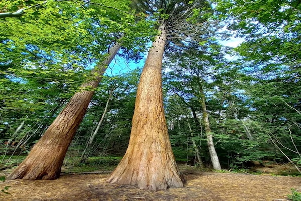 Foto van Chalet in Wendorf - Vakantiehuis in Wendorf - AreaSummer20KM