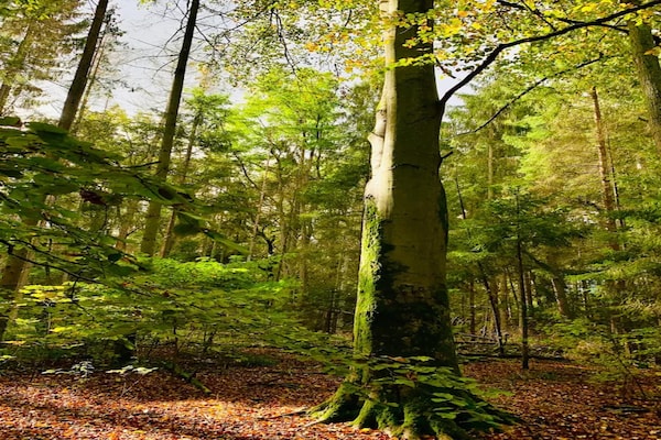 Foto van Chalet in Wendorf - Vakantiehuis in Wendorf - AreaSummer20KM