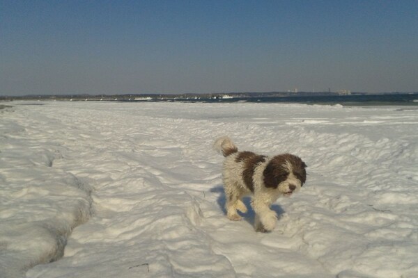 Foto van Chrissi's Oostzee-nest - Vakantiehuis in Scharbeutz - Untagged