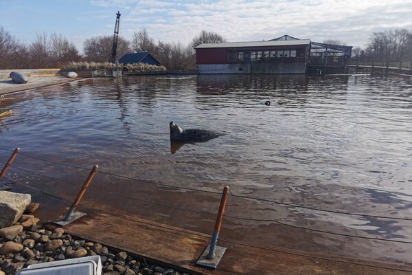 Foto van Biologisch appartement strandgras - Vakantiehuis in St. Peter-Ording - Untagged