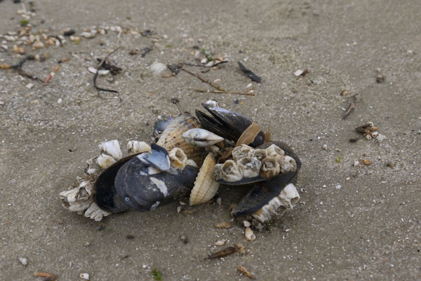 Foto van Baltrum in het North Sea Islands House - Vakantiehuis in Dornum - Untagged
