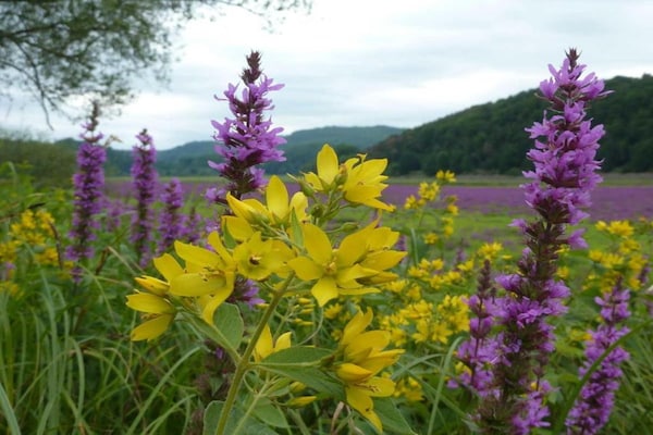 Foto van Vakantiehuis in Obernburg am Edersee - Vakantiehuis in Vöhl - AreaSummer5KM
