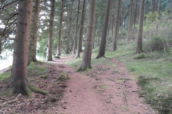Foto van Bosretraite in Wildemann - Vakantiehuis in Wildemann - AreaSummer1KM