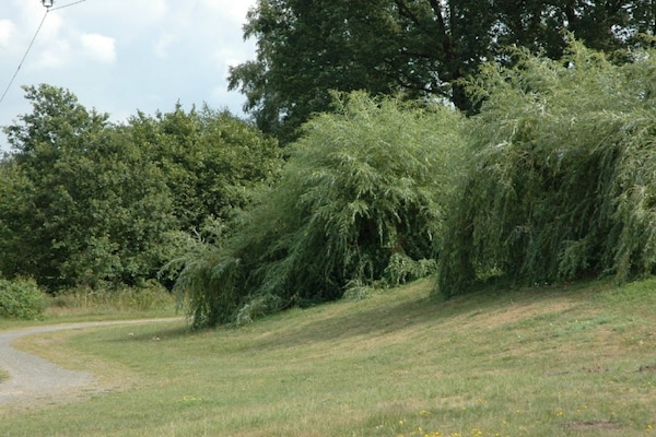 Foto van Bij de bremstruik - Vakantiehuis in Wettringen - Untagged
