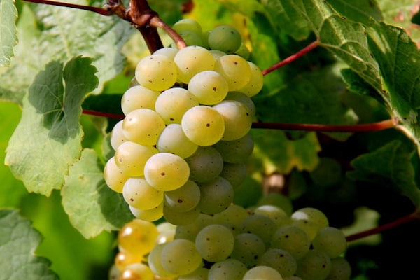 Foto van Becker Holiday Winery Apartment Hasenläufer - Vakantiehuis in Burgen - Untagged