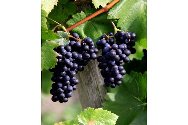 Foto van Becker Holiday Winery Apartment Hasenläufer - Vakantiehuis in Burgen - Untagged