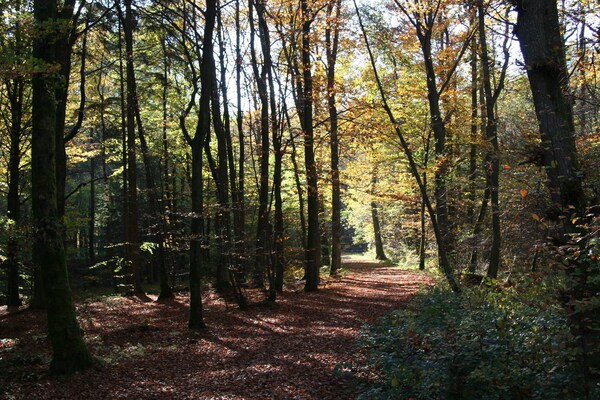 Foto van Bungalow in Eifel bij Bergpaden - Vakantiehuis in Hinterhausen - Gerolstein - AreaSummer5KM