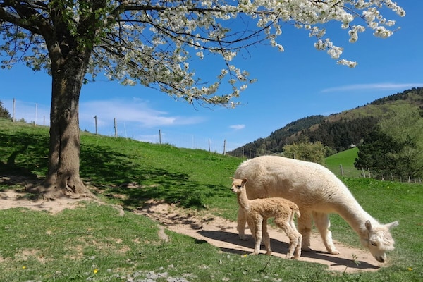 Foto van Boerderij met 1 slaapkamer - Vakantiehuis in Biberach Baden - Untagged